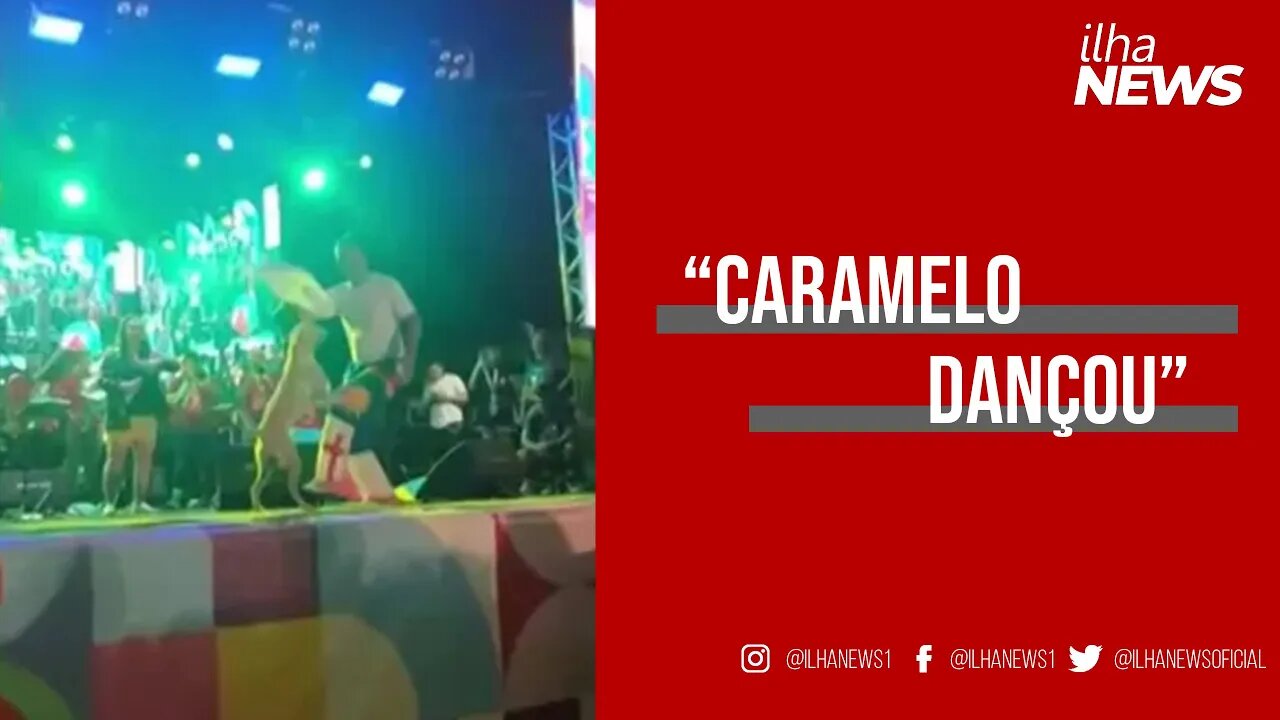 Vira-lata caramelo sobe em palco do carnaval do Recife, cai no frevo e pula em cima de passista