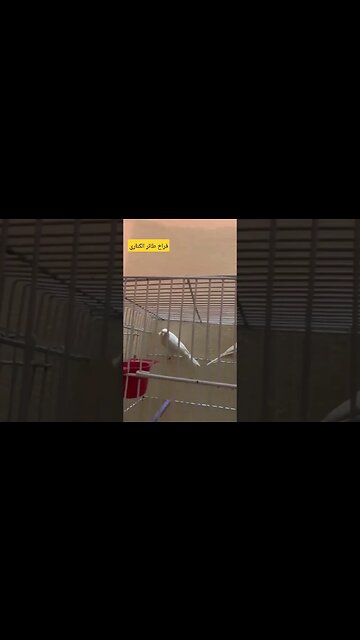 فراخ طائر الكناري كيوت روعة