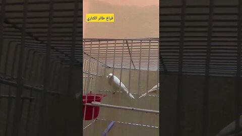 فراخ طائر الكناري كيوت روعة