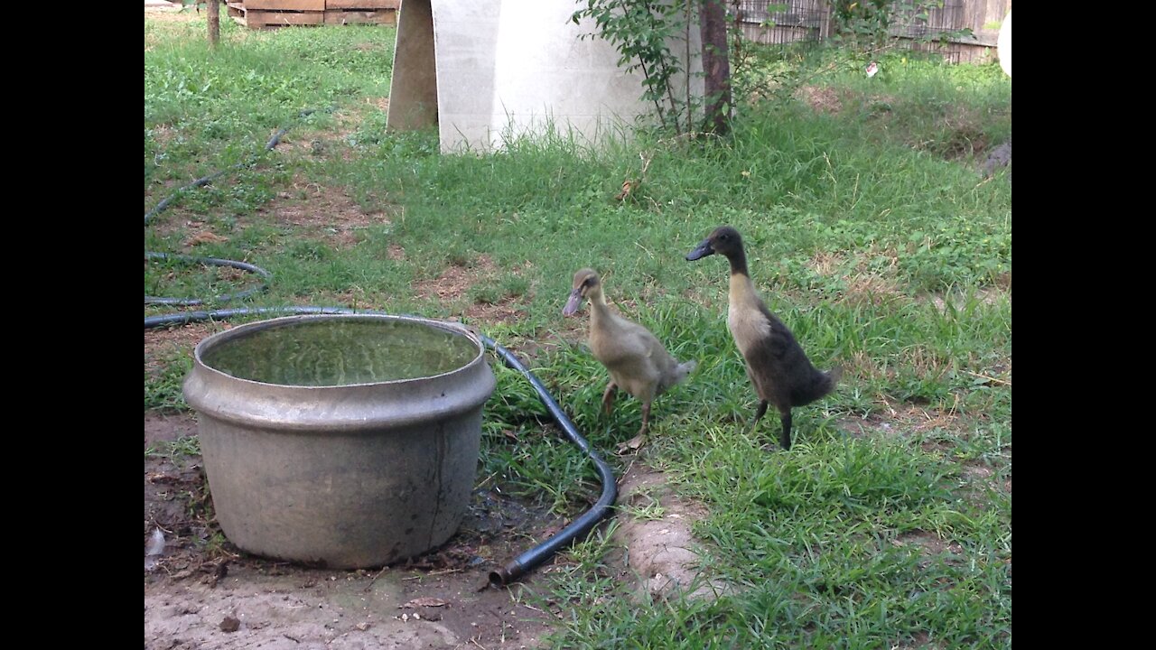 Two ducks and a half-keg