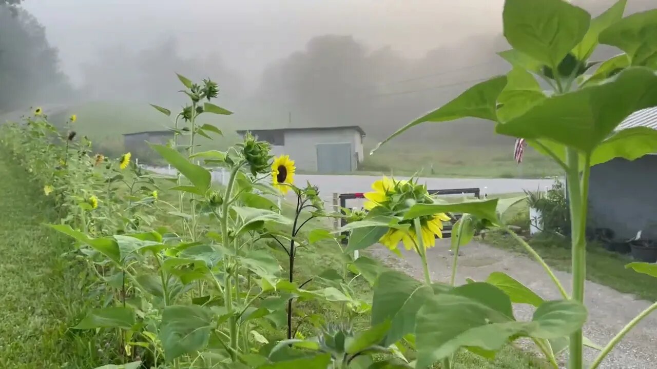 Foggy Morning In Middle Tennessee 😶‍🌫️