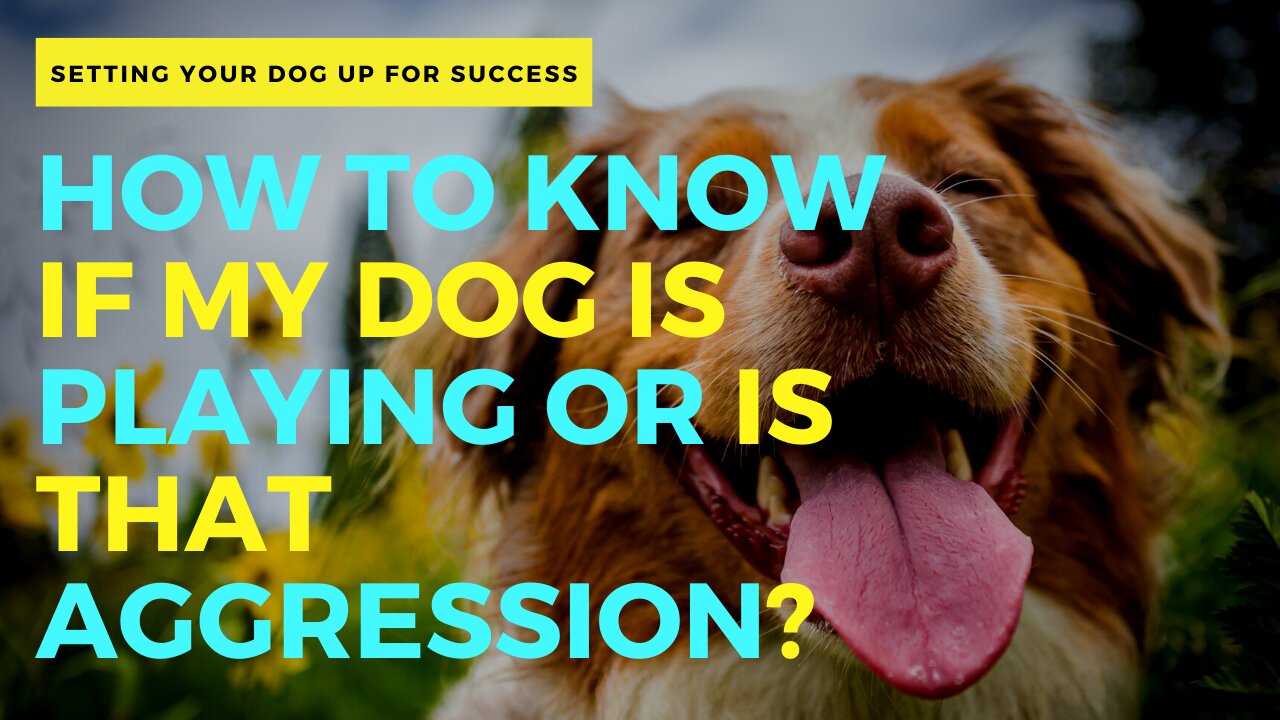 HOW TO KNOW IF MY DOG IS PLAYING OR IS THAT AGGRESSION?