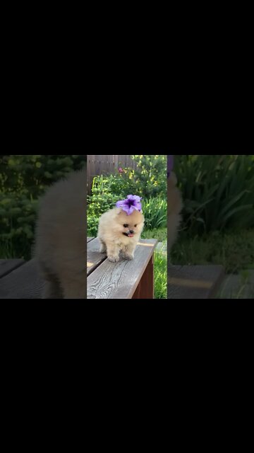 Cachorros fofos #dog #belmiromemes #youtubeshorts