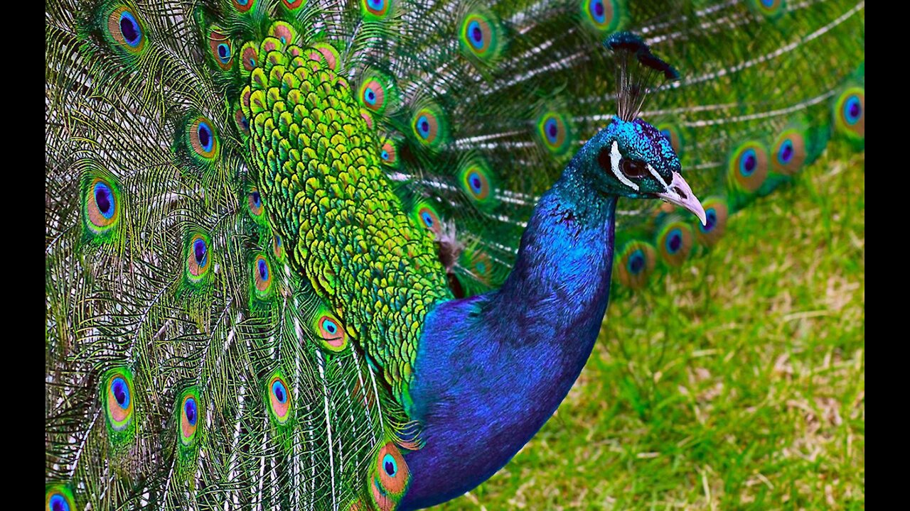 A wonderful Peacock opening its feathers.