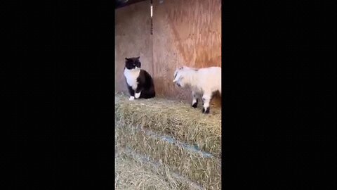 funny 😁 Animal Videos