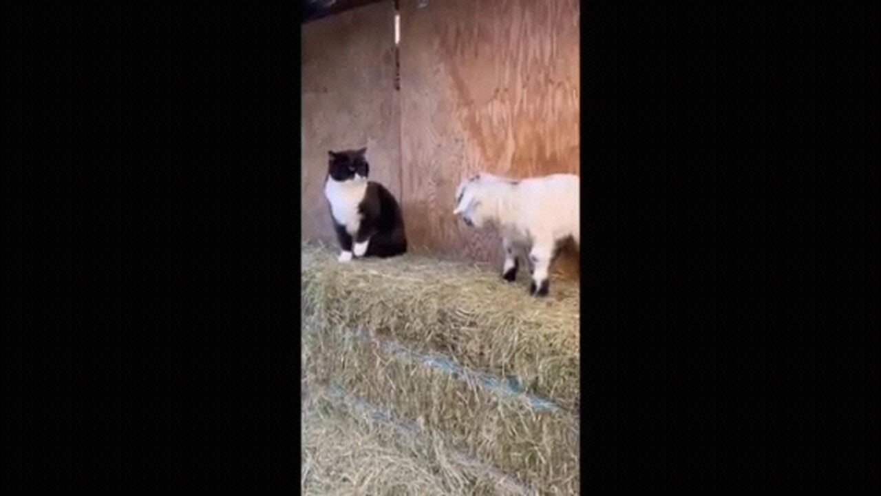 funny 😁 Animal Videos