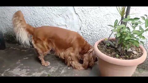 #dogshow , #animals , #dogs