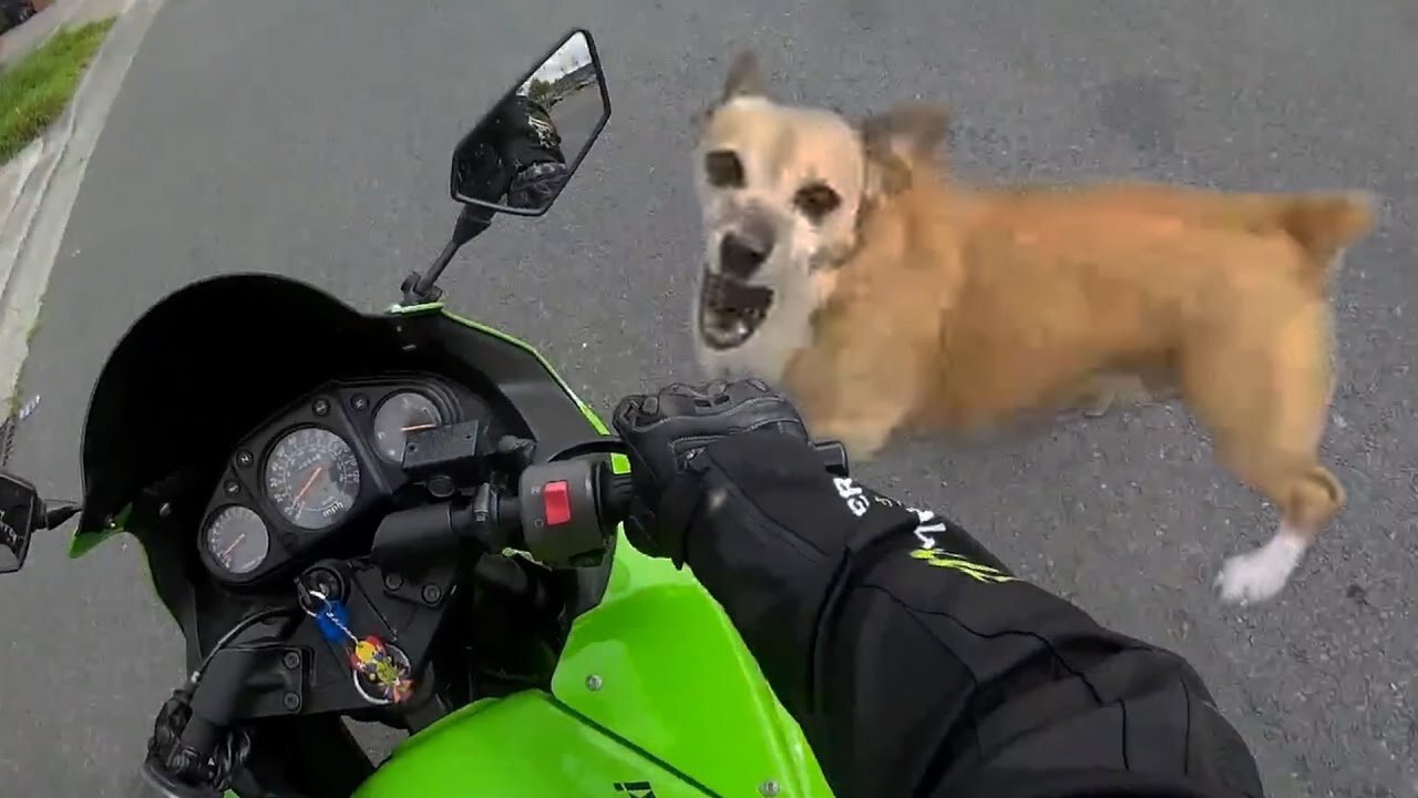 BIKER X DOG, THE FINAL BATTLE