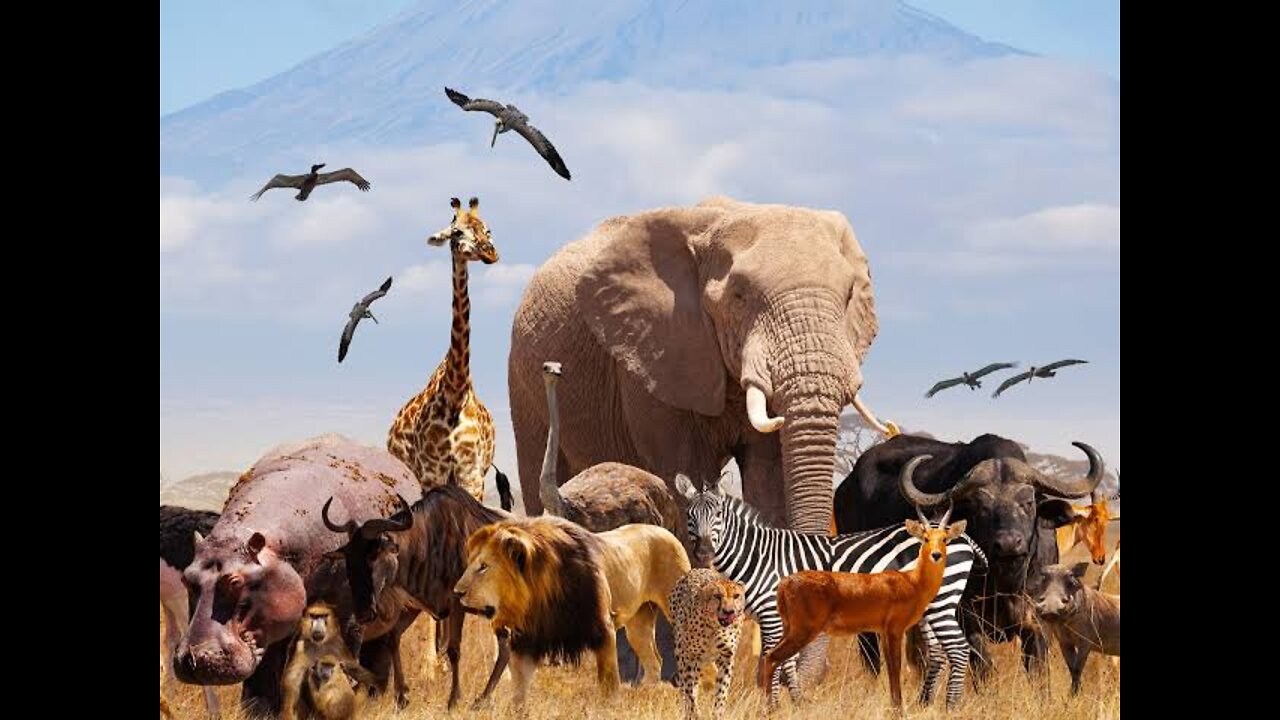 Funniest animals funny videos
