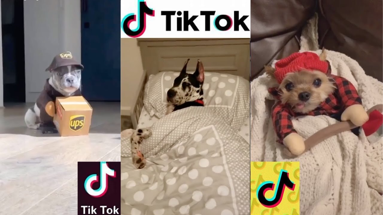 Tik Tok - Dogs of Tik Tok Compilations 😄😄👏