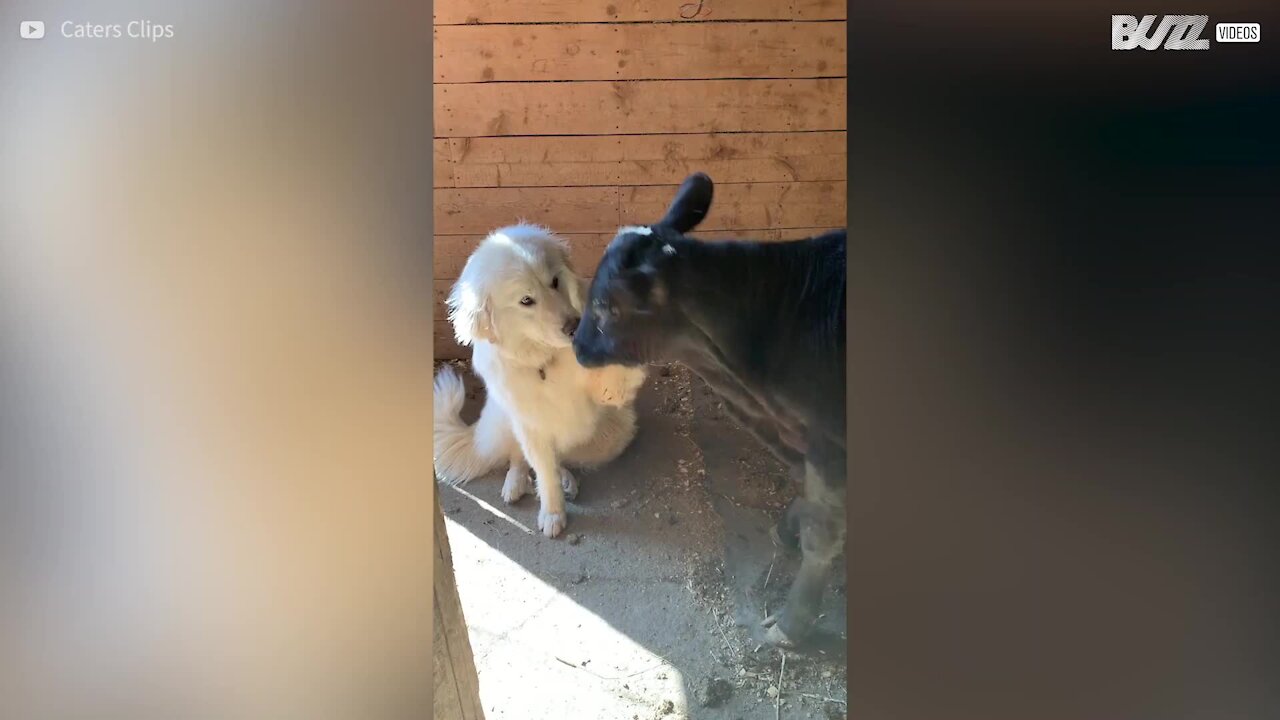 Un veau et un chien, meilleurs amis du monde