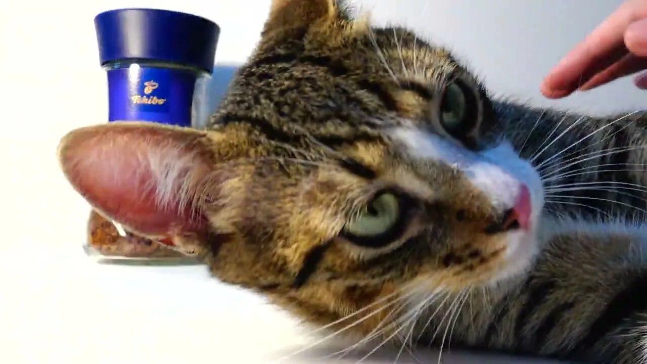 Testing to See How the Cat Reacts if I Try to Prepare Some Coffee