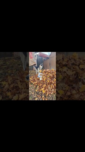 Ruckus Living His Best Life #shorts