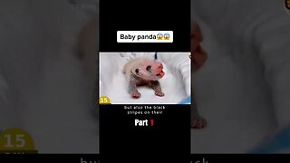 Baby Panda 😱😱 #shortfilm #movie #film #panda #babypanda