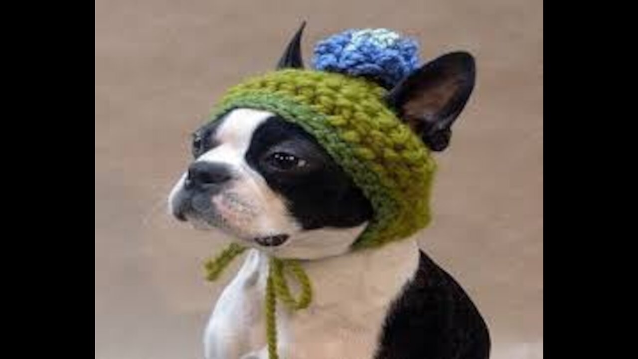 Best Friend Funniest Dogs πΆ & Cutest Cats π½ - Funny Pets 2021