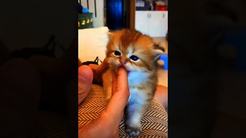 baby cat so cute 🐈😍😍😍😍🥰🥰🥰