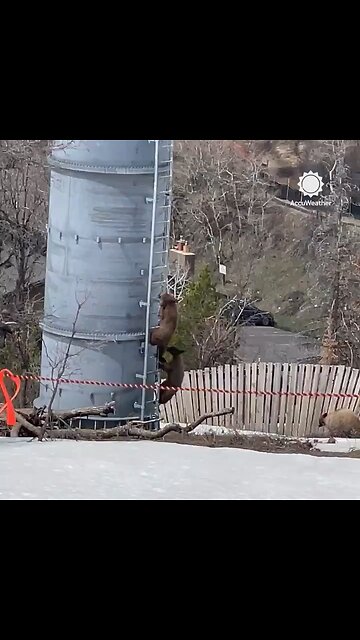 Adorable video captured #bear #cubs #climbing a ski lift tower at Steamboat #Ski #Resort