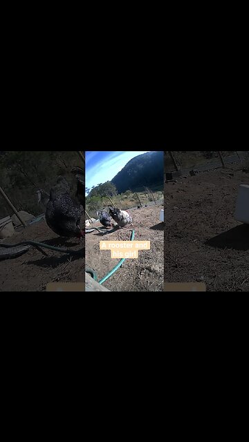 Farm surveillance. A rooster and his gal
