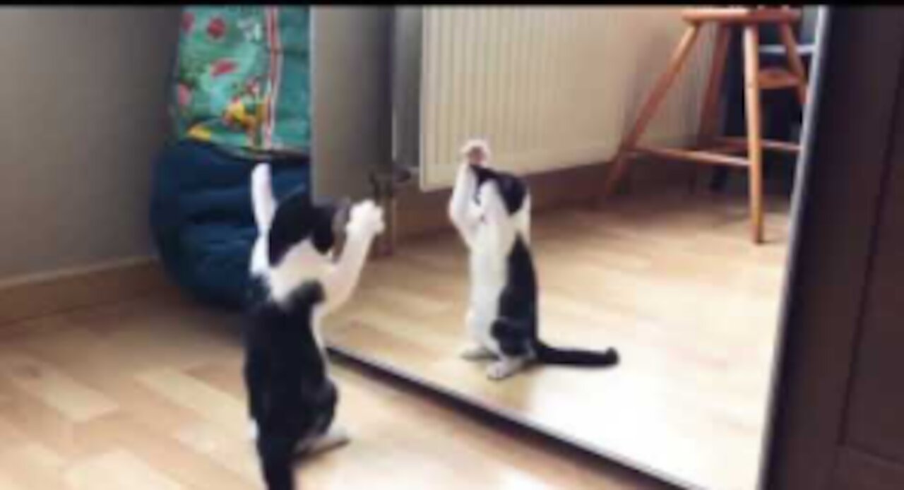 Funny Cat And mirror full comedy