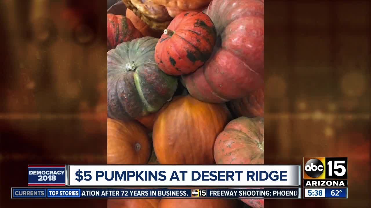 Pumpkins for $5 at Desert Ridge Marketplace