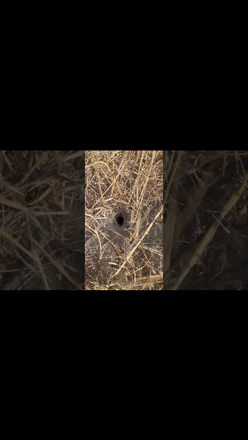 What kind of Spider is this?