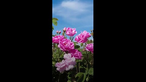 Pink rose flowers