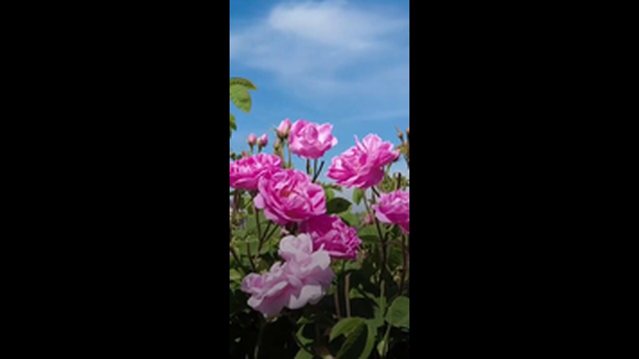 Pink rose flowers