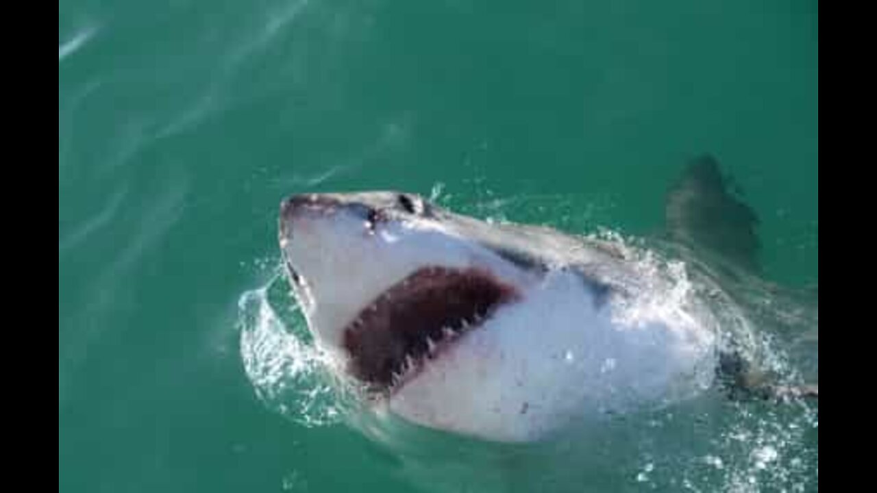 These sharks got stuck... in a river