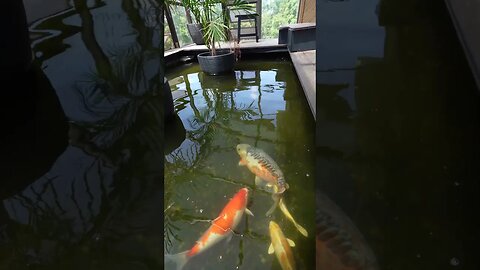 Morning Routine Beautiful Koi