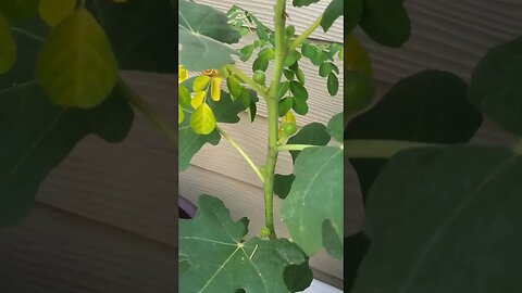 edibles on porch