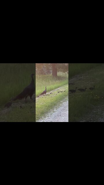 Have you ever seem them this small before? #turkey