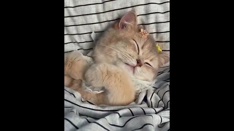 Sobrecarga de fofura 💕