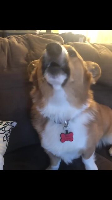 Corgi howls along to ambulance siren