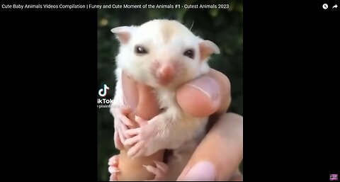 Cute Baby Animals Videos Compilation | Funny and Cute Moment of the Animals #1 - Cutest Animals 2023