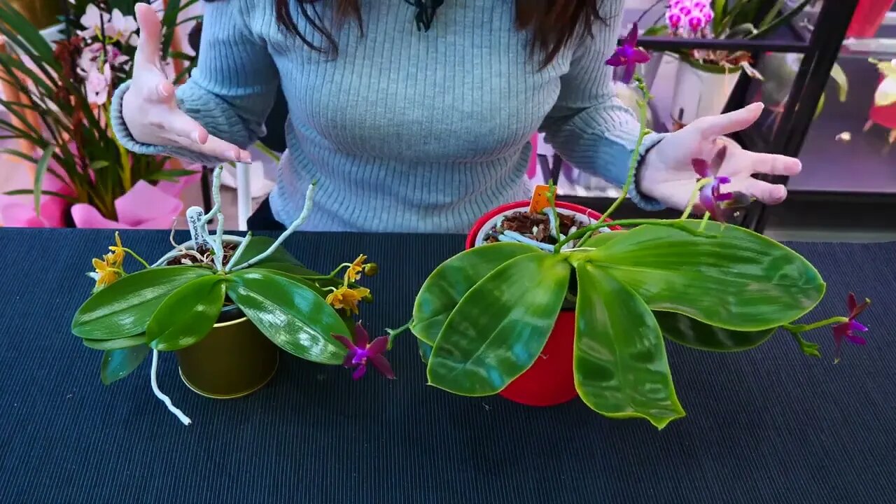 Why Orchid roots DON'T need light and clear pots