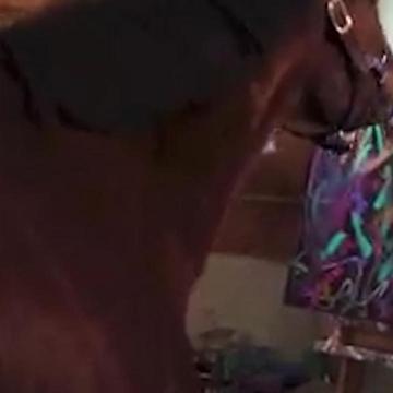 Meet Metro: The Painting Horse