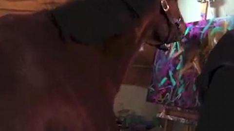 Meet Metro: The Painting Horse