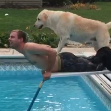 Epic Diving Board Fail Involving 1 Man & 3 Dogs