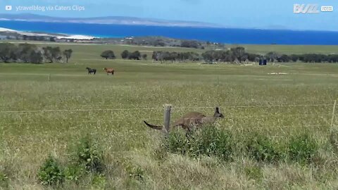 Un kangourou fait la course avec cette voiture!