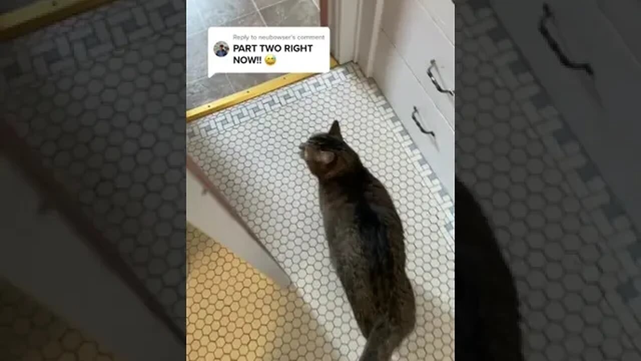 CAT VIDEO
