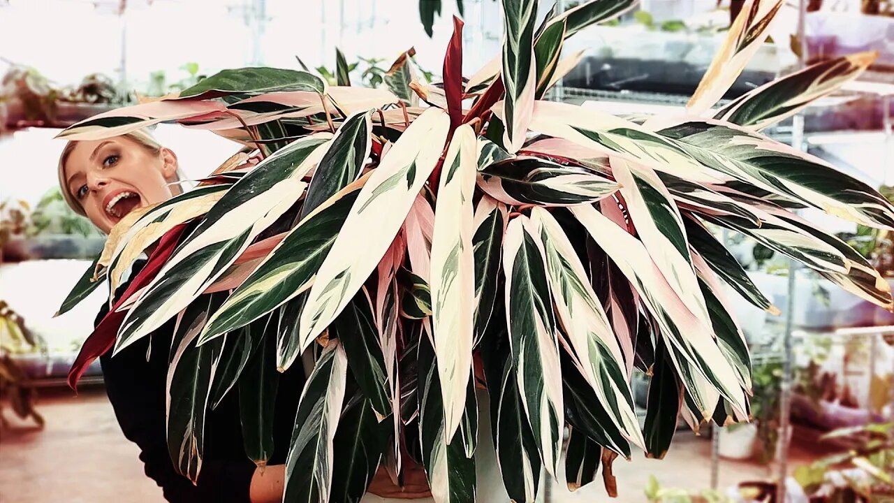 Repotting with Music | Dividing a giant Stromanthe Triostar!