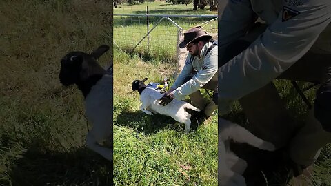 Our Last Ramb-Lamb For the Season 'Crixus', Tagged And Tailed #ram #farmlife #dorpers