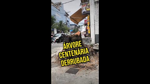 Árvore centenária, cortada em São João de Meriti.