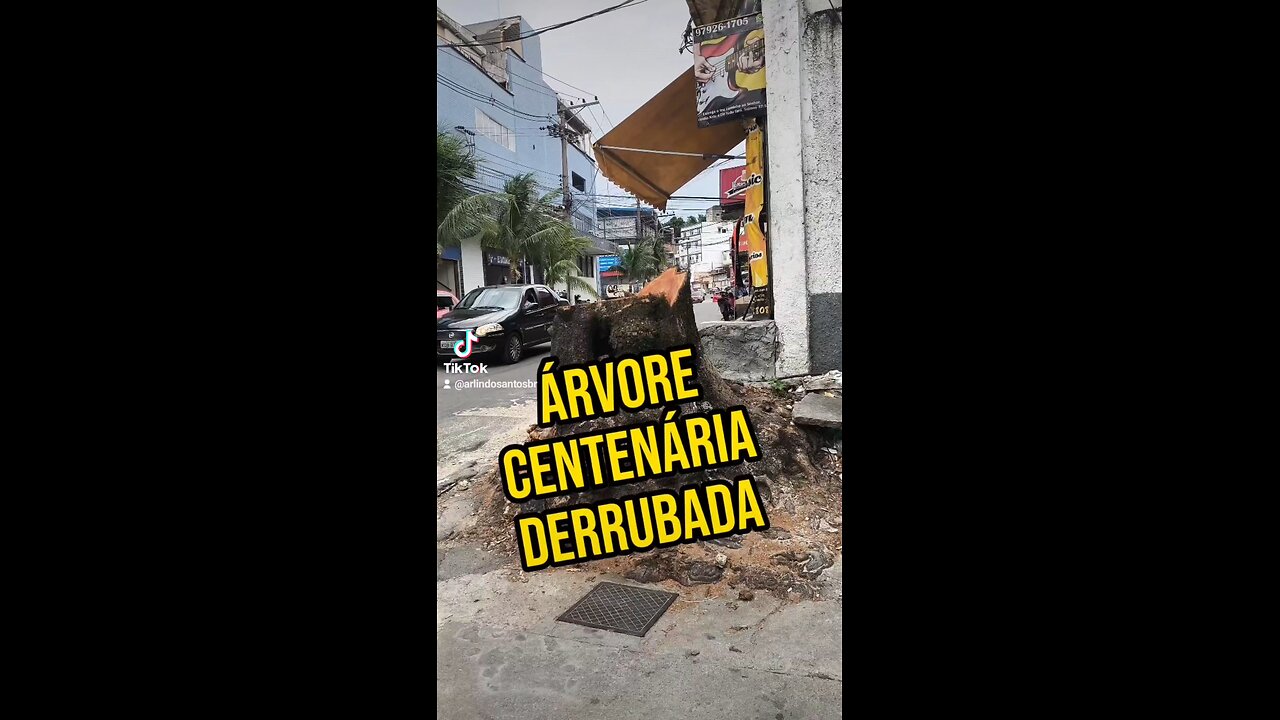 Árvore centenária, cortada em São João de Meriti.