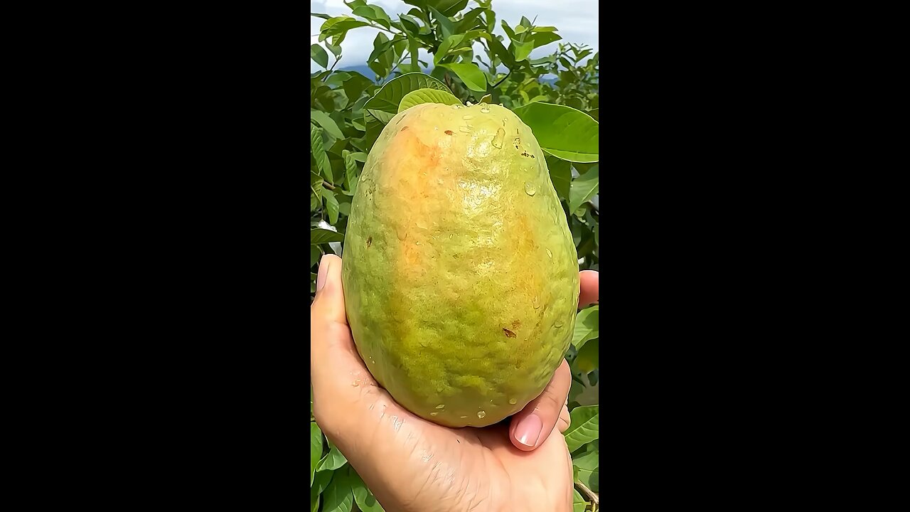 🤤 ¿TE GUSTA LA #GUAYABA?