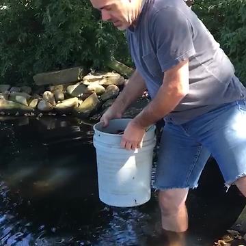 Man Feeding Koi Fish Slips and Falls Into Pond