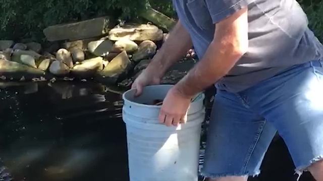 Man Feeding Koi Fish Slips and Falls Into Pond