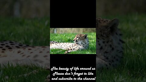 The beauty of life around us #Shorts