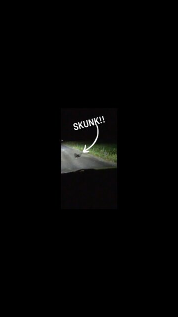 Crazy Skunk Encounter!!