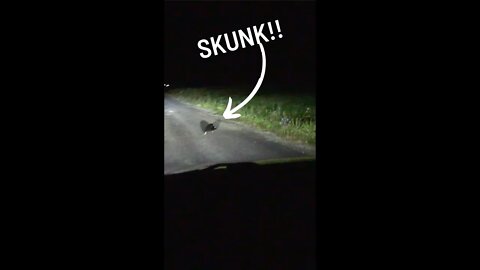 Crazy Skunk Encounter!!